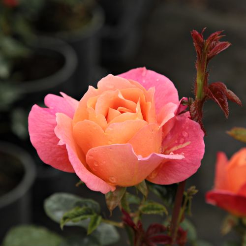 Rosa  Animo - oranžová - Stromkové růže, květy kvetou ve skupinkách - stromková růže s rovnými stonky v koruně